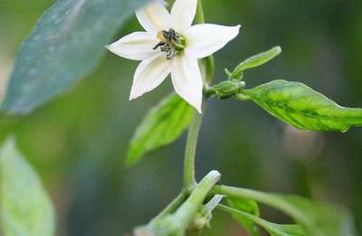 華東師范大學(xué)在職研究生