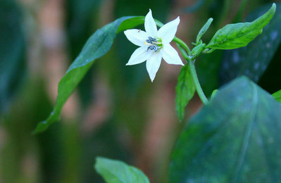 華東師范大學在職研究生